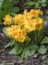 Orange Garden Primula Royalty Free Stock Photo