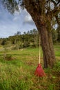 Orange garden rake leaning against a tree