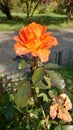 Orange garden rose in full bloom on a sunny autumn day Royalty Free Stock Photo