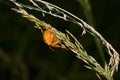 Orange Garden Spider