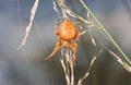 Orange Garden Spider