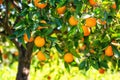 Orange garden with rape orange fruits