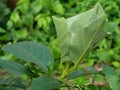 Orange gaster  or Weaver or Green tree ant herd pulling leaf to make a nest of them Royalty Free Stock Photo