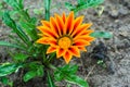 Orange gatsaniya Gazania rigens flower grows Royalty Free Stock Photo