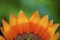 Orange Gazania