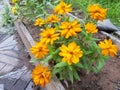 Orange Gazania flower as know as African daisy flowers Royalty Free Stock Photo