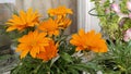 Orange Gazania flower on wind. House Flowerbed. Blooming Garden. Gardening on window. Flowering plant in family Asteraceae. Bright