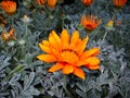 Butchart Gardens, Victoria, Gazanias at the famous Garden in British Columbia, Canada Royalty Free Stock Photo