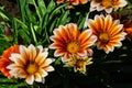 Orange Gazania Rigens or Treasure flower, African Daisy in full bloom on flower bed. Royalty Free Stock Photo