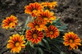 Orange Gazania Rigens or Treasure flower, African Daisy in full bloom on flower bed Royalty Free Stock Photo