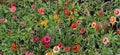 Orange Gazania Rigens or Treasure flower, African Daisy in full bloom on flower bed. Royalty Free Stock Photo