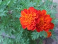 Orange Gazania roses like bouquet pretty much