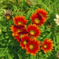 Orange Gazanias