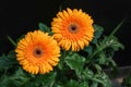 Orange gebera african daisy on black background Royalty Free Stock Photo