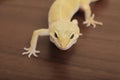 Orange gecko crawling Royalty Free Stock Photo