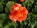 Orange geranium flower Royalty Free Stock Photo