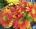 Orange gerber daisies Royalty Free Stock Photo