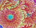 Orange gerber daisies bouquet closeup Royalty Free Stock Photo