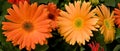 Orange Gerber Daisies