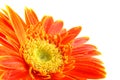 Orange gerber daisy Royalty Free Stock Photo