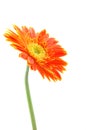 Orange gerber daisy Royalty Free Stock Photo