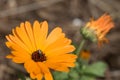 Orange Gerber daisy with bee. Royalty Free Stock Photo
