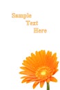 Orange gerber daisy in bloom Royalty Free Stock Photo