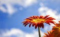 Orange Gerber Daisy Flower with Blue Sky Background