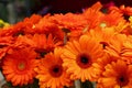 Orange gerber daisy flowers bouquete Royalty Free Stock Photo