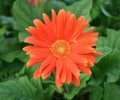 Orange Gerber Daisy Royalty Free Stock Photo