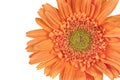 Orange Gerber Daisy (Gerbera) Royalty Free Stock Photo