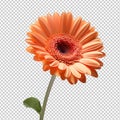 orange gerber daisy isolated on transparent background Royalty Free Stock Photo