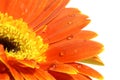 Orange gerber daisy with water drops Royalty Free Stock Photo