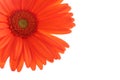 Orange gerber daisy on white