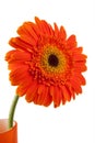 Orange gerber flower Royalty Free Stock Photo