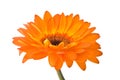 Orange gerber flower Royalty Free Stock Photo