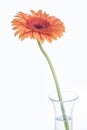 Orange Gerbera daisy flower in a glass vase on white Royalty Free Stock Photo