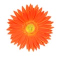 Orange gerber flower Royalty Free Stock Photo