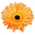 Orange gerber flower isolated on white Royalty Free Stock Photo