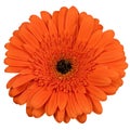 Orange gerber flower isolated on white Royalty Free Stock Photo