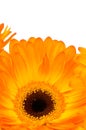 Orange gerber flower Royalty Free Stock Photo