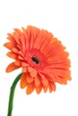 Orange gerber flower on white background Royalty Free Stock Photo