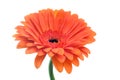 Orange gerber flower on white background Royalty Free Stock Photo