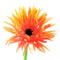 Orange gerber flower on white background Royalty Free Stock Photo