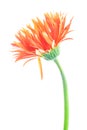 Orange gerber flower on white background Royalty Free Stock Photo