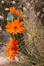Orange gerber flowers