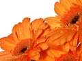 Orange gerber flowers Royalty Free Stock Photo