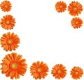 Orange gerber flowers create a frame