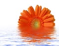 Orange gerber at water surface