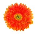 Orange gerbera